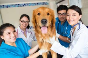 Understanding the Veterinary Profession Better - Course Thumbnail