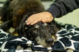 Preparing for Euthanasia in Companion Animals (Bereavement) - Course Thumbnail