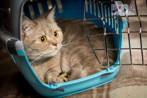 International Cat Care – How to become a cat friendly vet receptionist (BVRA Members) - Course Thumbnail