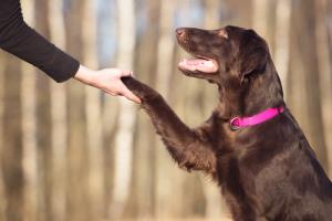 The Human-Animal Bond (Bereavement) - Course Thumbnail