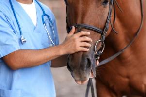 Preparing for Euthanasia – Equine (Bereavement) - Course Thumbnail